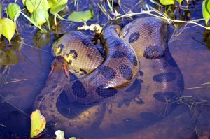 Are there snakes in Diani Beach?