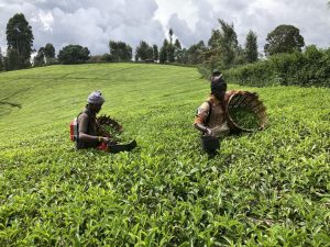 What Is The Spacing For Tea Plants In Kenya? 