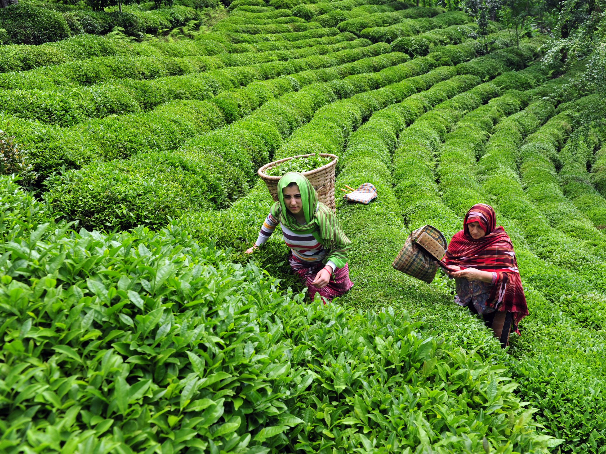 What Is The Economically Important Part Of The Tea Plant?