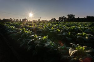 How Is Uganda Benefiting From The Expanding Plantation Agriculture Today