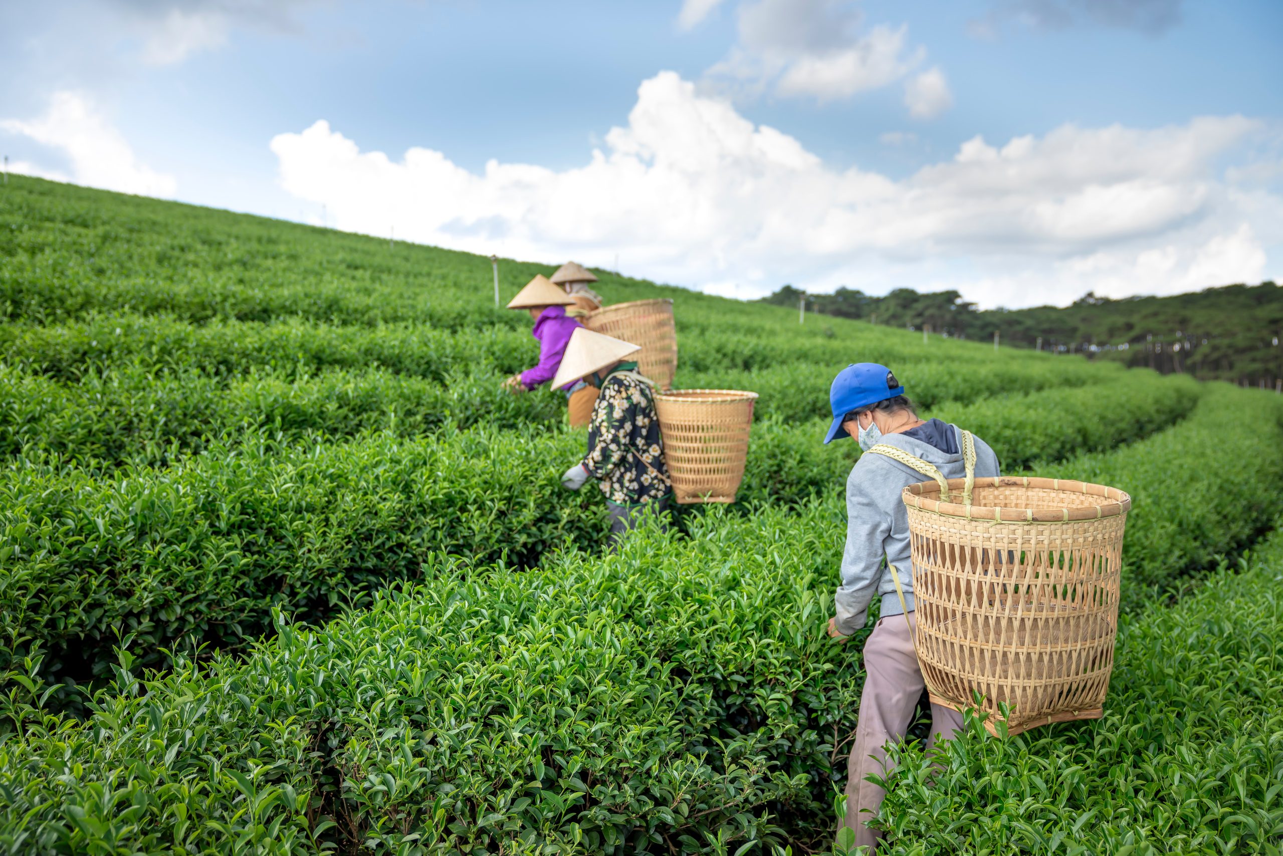 What Are The Benefits Of Tea Farming?