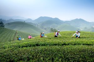 How Much Can You Make Per Acre Of Tea Plantation In Kenya? 