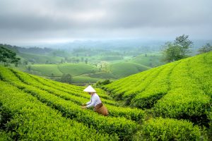 Where Did England Import Tea From? 