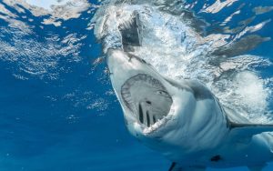 Where Is The Best Place To See Great White Sharks In Cape Cod