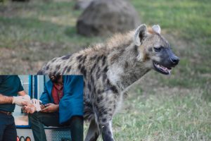 Hyena Survival Guide How To Survive A Hyena Attack