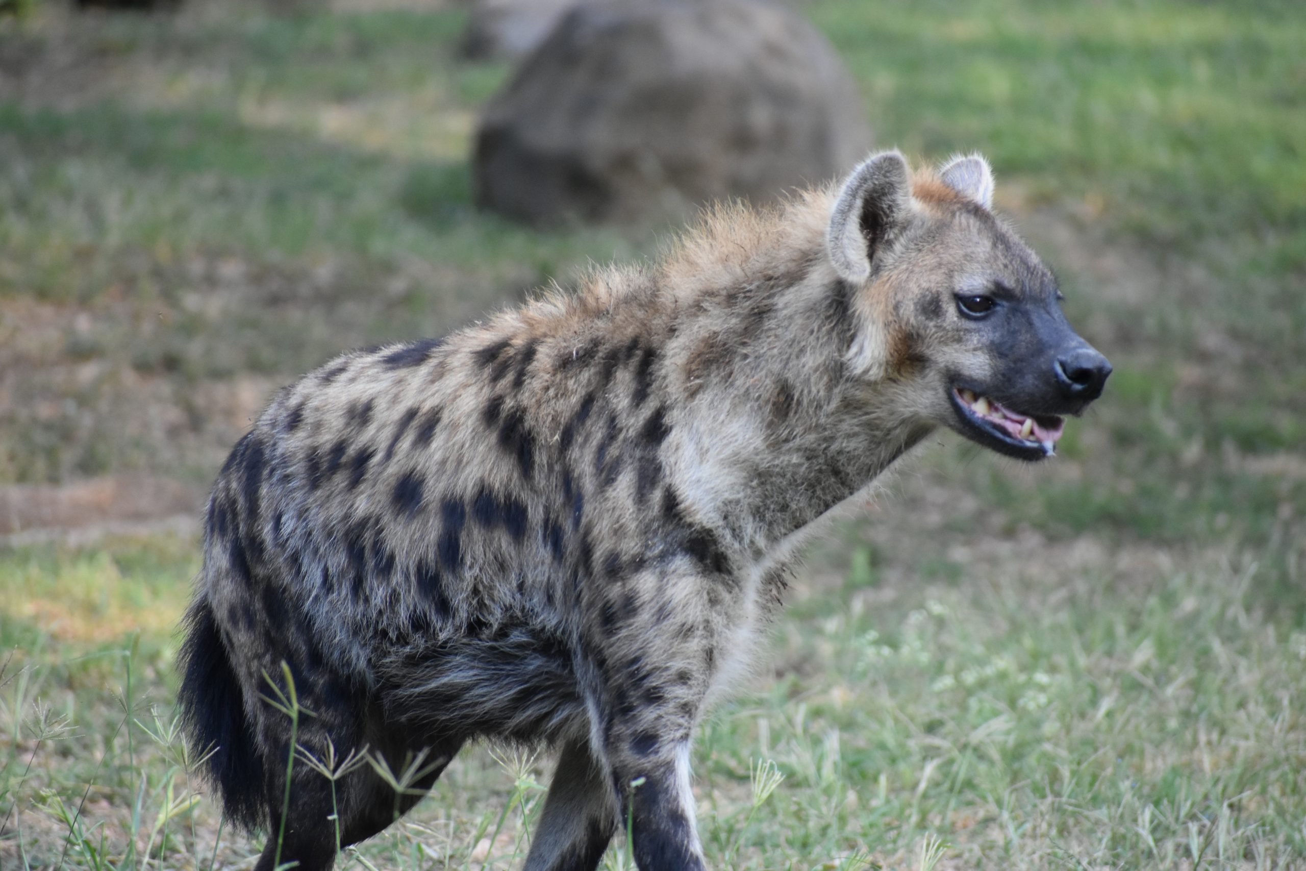 Hyena Survival Guide How To Survive A Hyena Attack