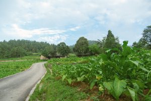 Is Tobacco Farming Profitable In Kenya