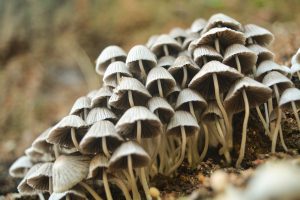 is mushroom farming profitable in kenya