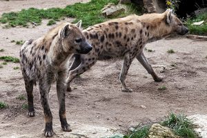 Juja, High Point, JKUAT, and Witeithie Residents on High Alert Over Marauding Hyenas