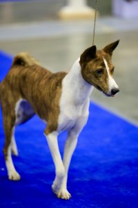 Brindle is a unique and common coat color for the Mutina Dog Breed