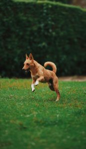 Golden yellow is a vibrant and common coat color for the Mutina Dog Breed