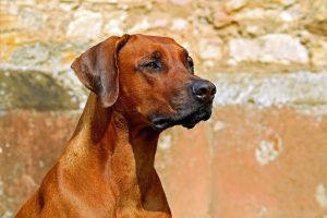 Light tan is another prevalent coat color for the Mutina Dog Breed