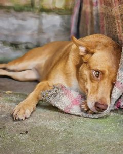 Sandy brown is one of the most common coat colors for the Mutina Dog Breed