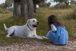 White is a common coat color for the Mutina Dog Breed