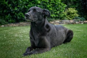 Black is a powerful and common coat color for the Mutina Dog Breed