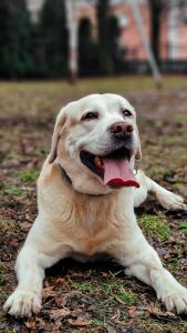 Cream  coat color Mutina Dog Breed