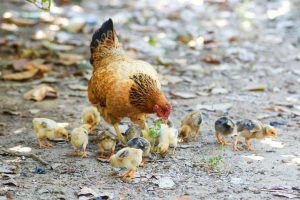 The Little Red Hen And Her Lazy Friends