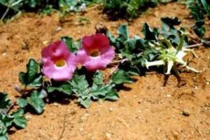 What is Botswana's national flower