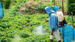 What Is The Most Effective Herbicide In Kenya?