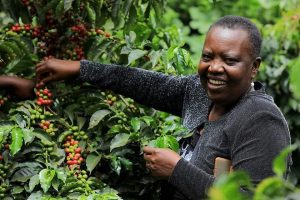 Empowering Women Coffee Farmers Gakuru Junior’s Vision for Kiganjo Mathari 2027