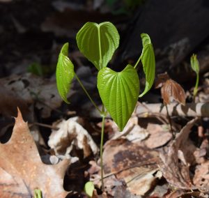 Selective Herbicide To Kill Wild Yam Vines