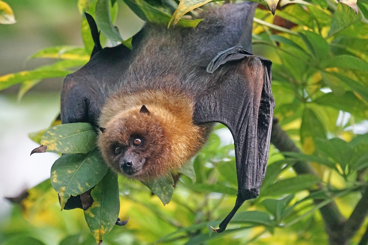 How Do You Know If You Have Nipah?
