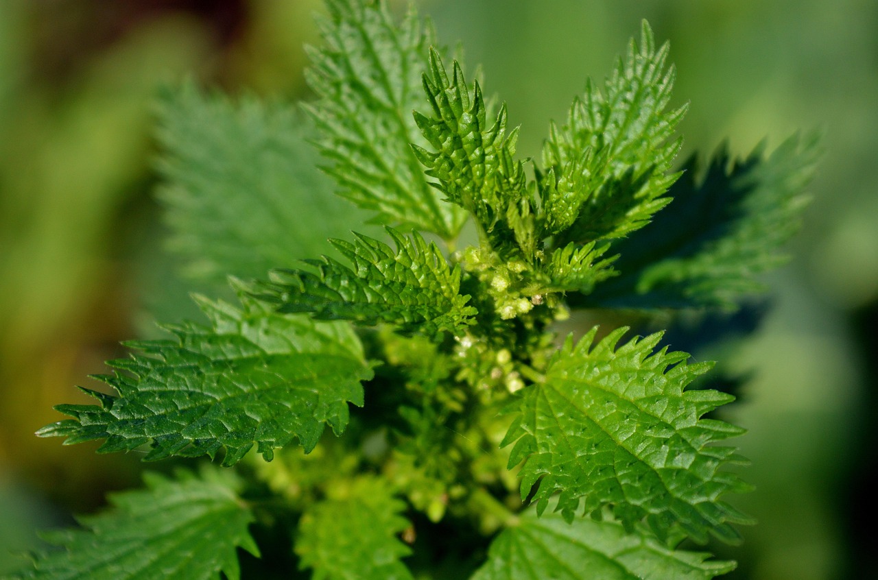 Best Remedy For Stinging Nettles
